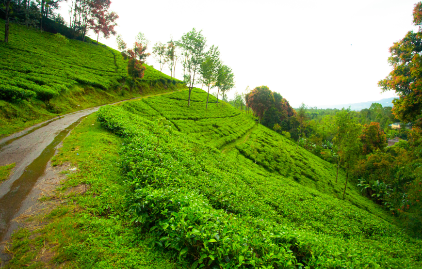 The Safari Park & Puncak Countryside