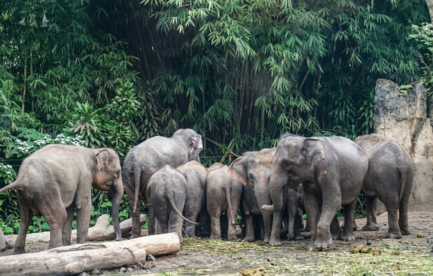 The Safari Park & Puncak Countryside